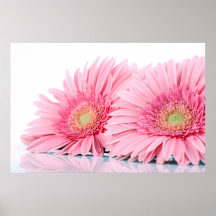 Póster La elegante fotografía de Gerbera Rosa Daisies