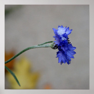 Póster La enfermedad del invierno