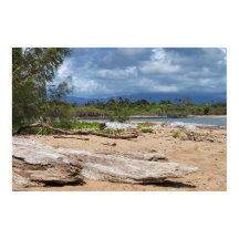 La escena de Driftwood Beach