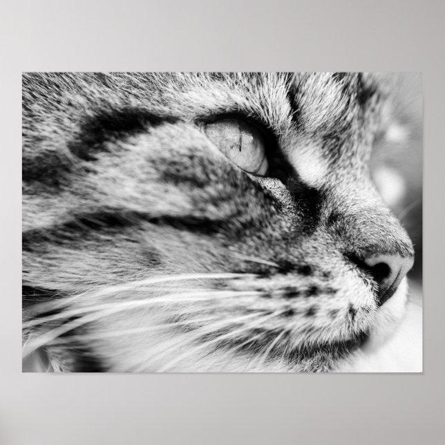 Póster La Estrella (Frente)