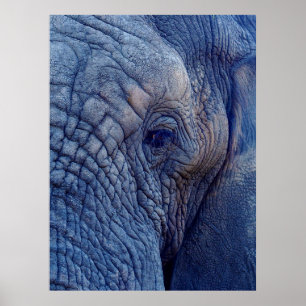 PÓSTER LA EXPERIENCIA CAMINA CON LOS ELEFANTES QUÉ HAY DE