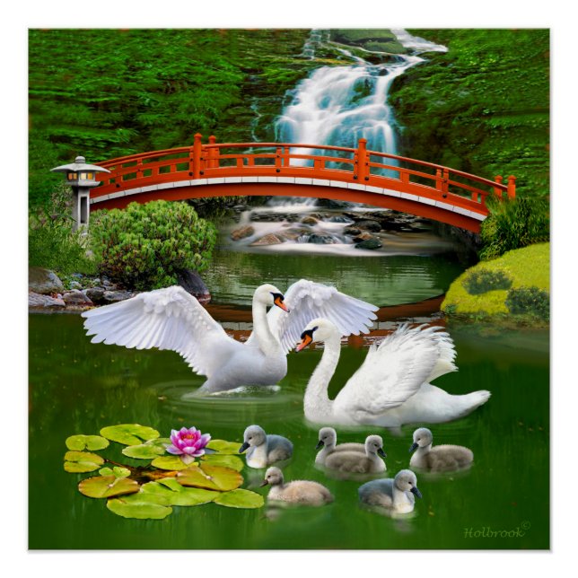 PÓSTER LA FAMILIA DE CISNES (Anverso)