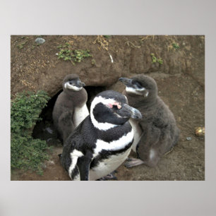 Póster La familia Pingüino