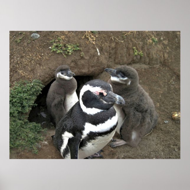 Póster La familia Pingüino (Frente)