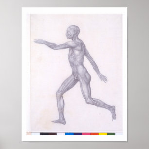 Póster La figura humana, visión lateral, desde la serie