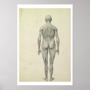 Póster La figura humana, vista anterior, de la serie '