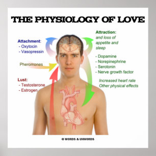 Póster La Fisiología Del Amor (Síntomas Del Amor)