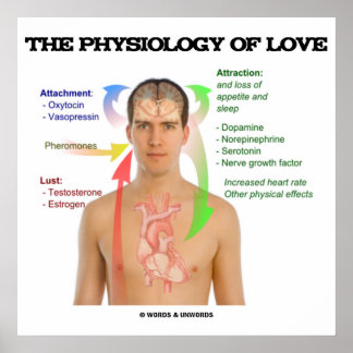 Póster La Fisiología Del Amor (Síntomas Del Amor)