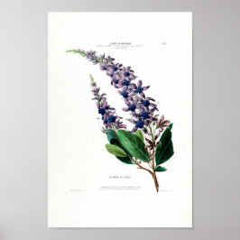 Póster La Fleur De St.Jean Purple Floral Amerique Botanic