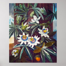 Póster La flor azul de la pasión