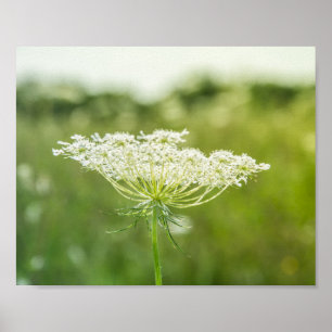 Póster La flor de encaje de la Reina Ana