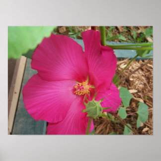 Póster La flor de Smitty