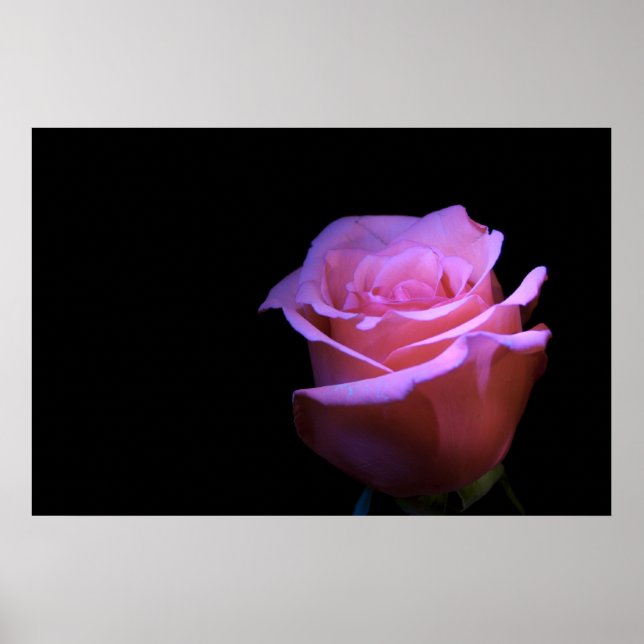 Póster La flor más dulce que sopla. (Frente)