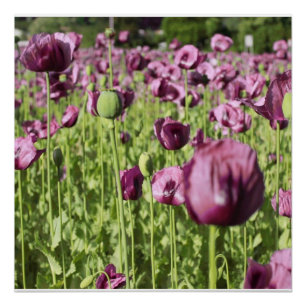 Póster La flor púrpura de las amapolas florece ducha del
