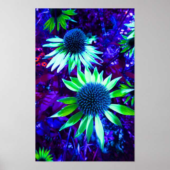 Póster La floración de Echinacea oriental (Frente)