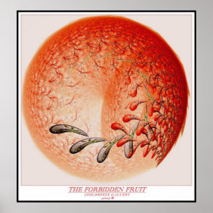 PÓSTER LA FRUTA PROHIBIDA