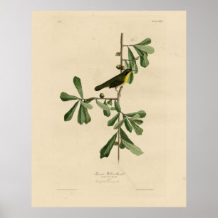 Póster La garganta amarilla de Roscoe, los pájaros de Amé