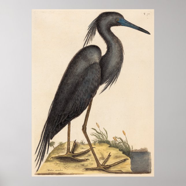 Póster La garza azul (Ardea coerulea) (Frente)