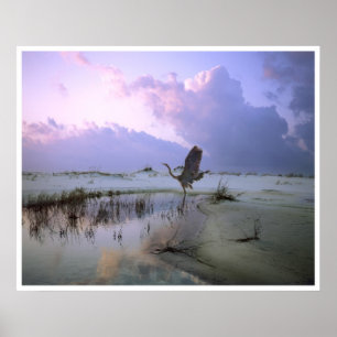 Póster La garza toma el vuelo, isla de Santa Rosa