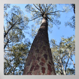 Póster La Gerche Ponderosa Pine Poster