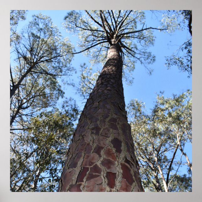 Póster La Gerche Ponderosa Pine Poster (Frente)
