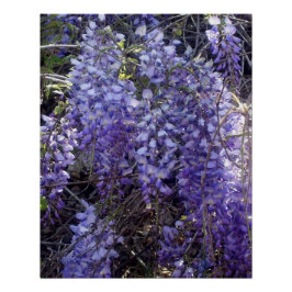 Póster La glicina florece en primavera