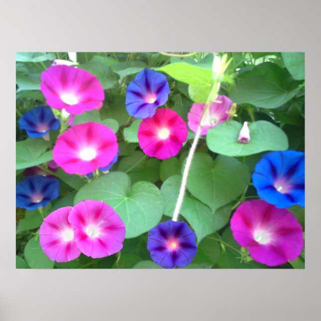 PÓSTER LA GLORIA DE LA MAÑANA (Frente)