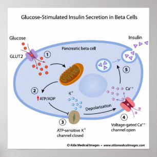 Póster La glucosa induce la secreción de insulina en célu