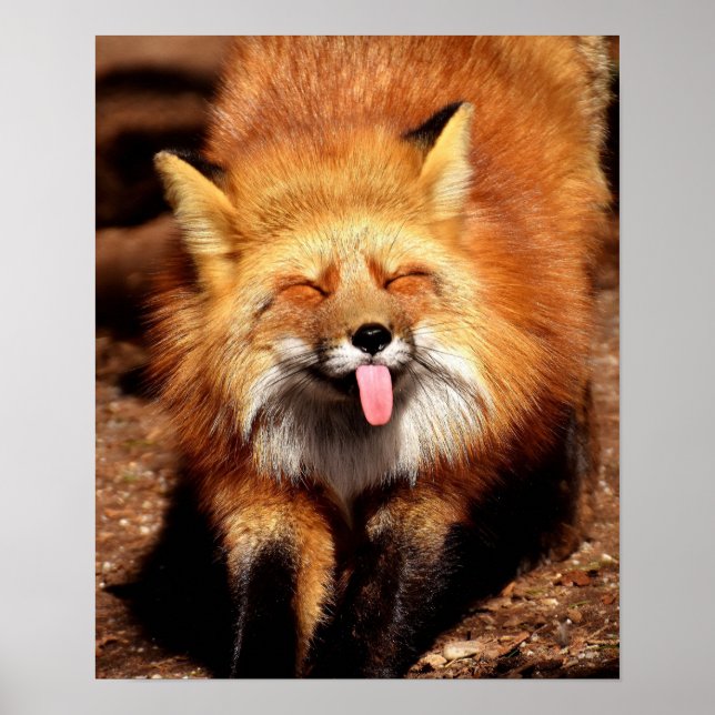 Póster La graciosa Fox pegando es lengua fuera (Frente)