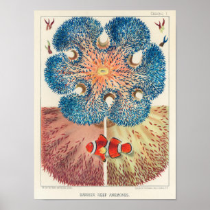 Póster La Gran Barrera de Coral de Australia 7