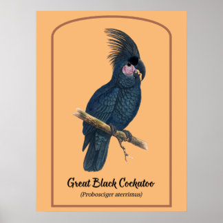 Póster La gran Cockatoo negra
