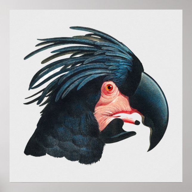 Póster La Gran Cockatoo Negra de Francois Levaillant. (Frente)
