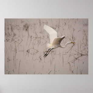 Póster La Gran Garza 36 x 24 Papel Archivo (Mate)