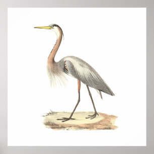 Póster La Gran Garza Azul (Ardea herodias)