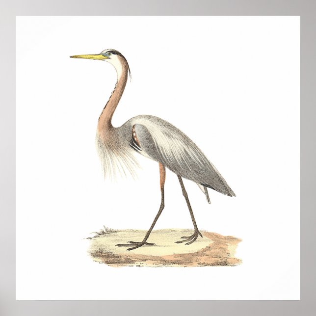 Póster La Gran Garza Azul (Ardea herodias) (Frente)