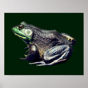 Póster La gran naturaleza de la rana toro