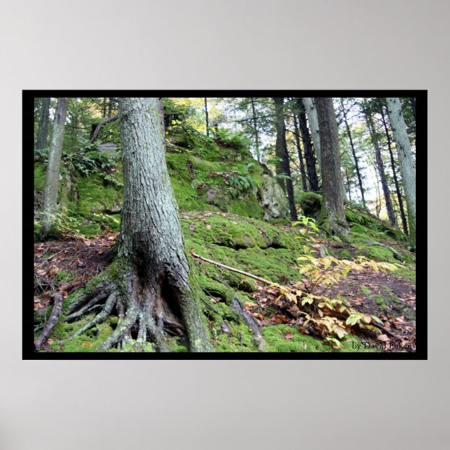 Póster La gruta de la caverna del anciano #1 (Frente)