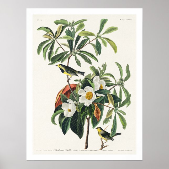 Póster La guerra de Bachman por Audubon Poster (Frente)