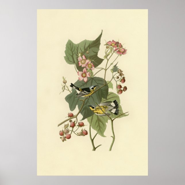 Póster La guerra de Magnolia de Audubon (Frente)