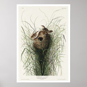 Póster La guerrera menor de Nuttall por Audubon Poster