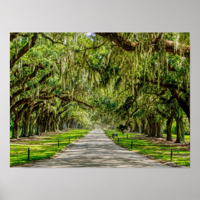 Póster La Hermosa Avenida De Los Oaks (Frente)