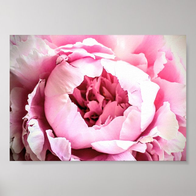 Póster La Hermosa Flor De Peón Elegante Rosa (Frente)
