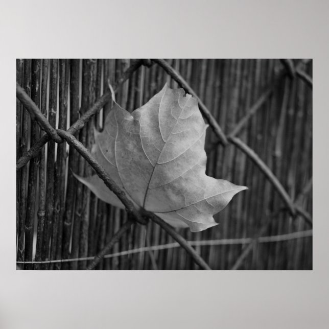 Póster La hoja de arce seca - Poster (Frente)