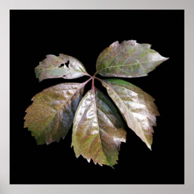 Póster la hoja oxidada (Frente)