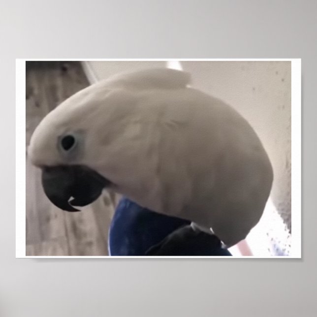 Póster la increíble personalidad de la cacatúa de paragua (Frente)