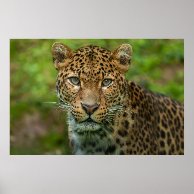 Póster La intensidad de Jaguar (Frente)