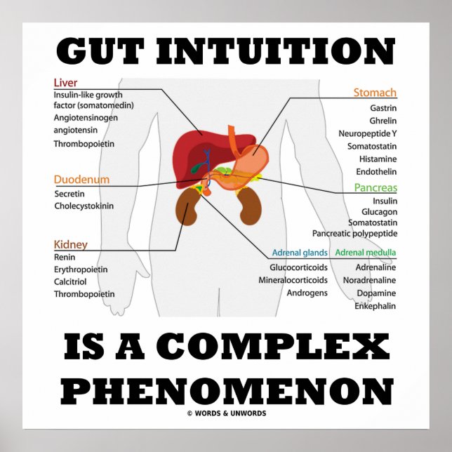 Póster La Intuición Gut Es Un Fenómeno Complejo Endocrino (Frente)