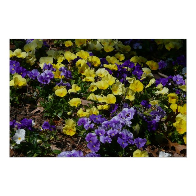 Póster La ladera de los Pansies morado y amarillo (Anverso)