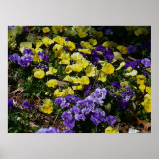 Póster La ladera de los Pansies morado y amarillo