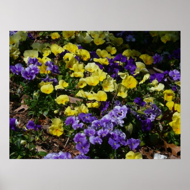 Póster La ladera de los Pansies morado y amarillo (Frente)